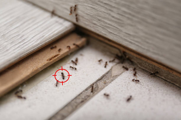 Best Wildlife Control Services  in Gruetli Laager, TN
